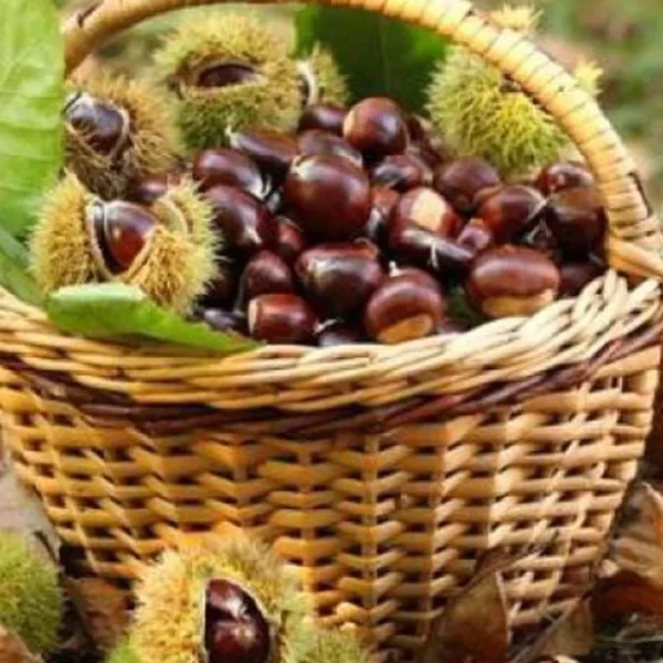 Excursion to Malevi Monastery and Chestnut Festival