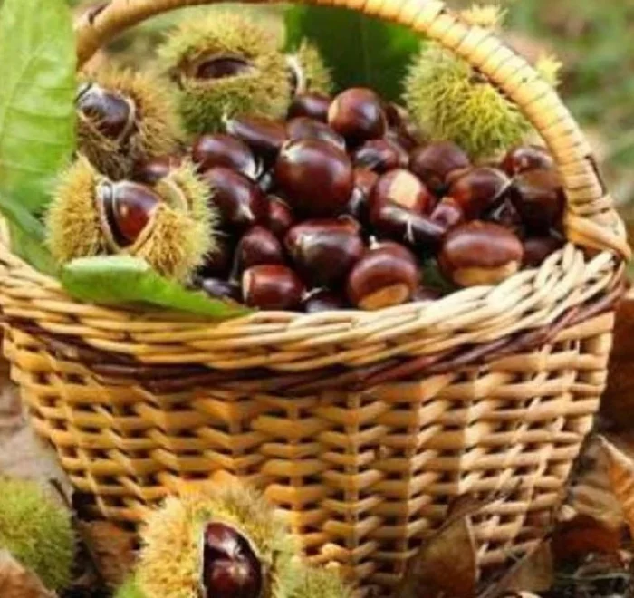 Excursion to Malevi Monastery and Chestnut Festival