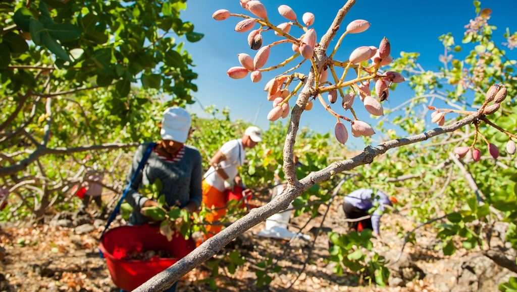 Excursione a una celebrazione di arachidi e aegina