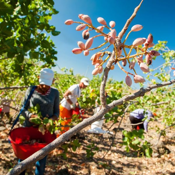Excursion to a peanut and Aegina celebration