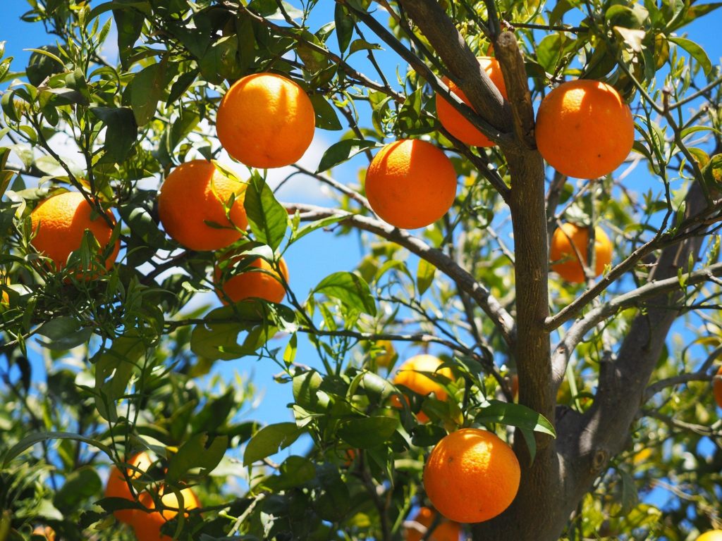 One-day Excursion Nea Epidavros – Orange Festival