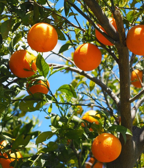 Μονοήμερη Εκδρομή Νέα Επίδαυρος – Γιορτή Πορτοκαλιού