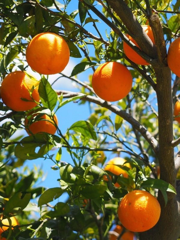One-day Excursion Nea Epidavros – Orange Festival
