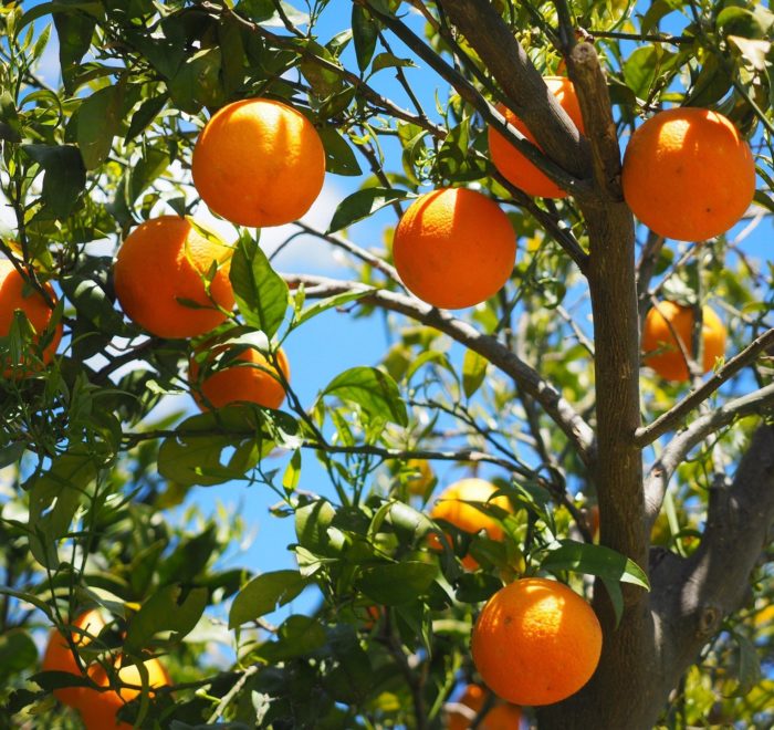 Eintägiger Ausflug Nea Epidavros – Orangenfest